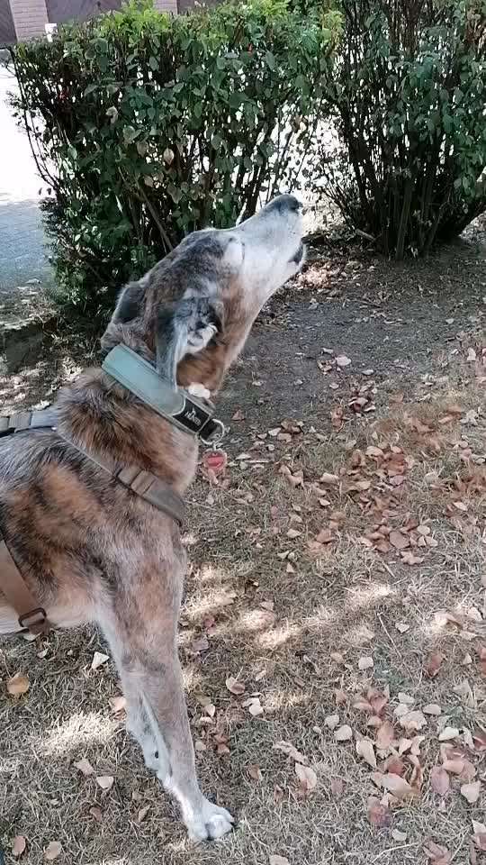 Windhunde - Treffen der besonderen Schönheiten
HERZLICH WILLKOMMEN-Beitrag-Bild