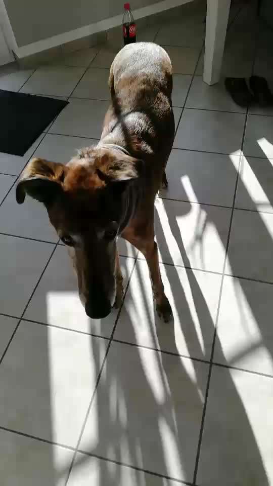 Windhunde - Treffen der besonderen Schönheiten
HERZLICH WILLKOMMEN-Beitrag-Bild