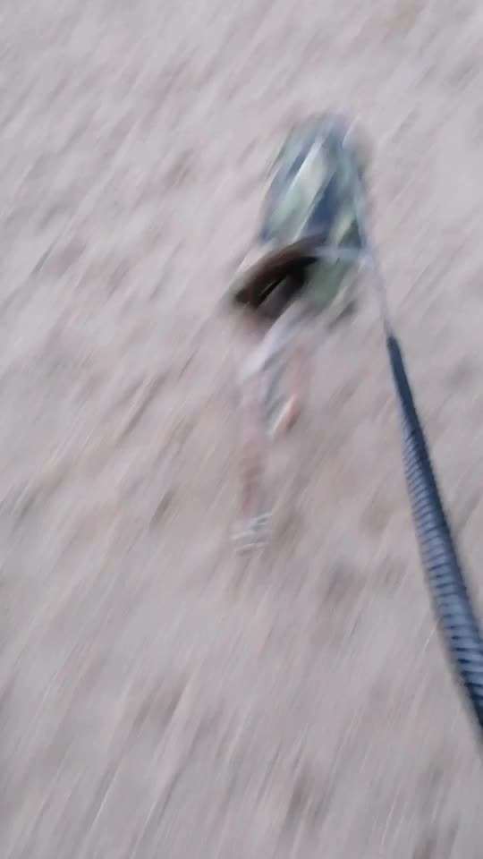 Windhunde - Treffen der besonderen Schönheiten
HERZLICH WILLKOMMEN-Beitrag-Bild