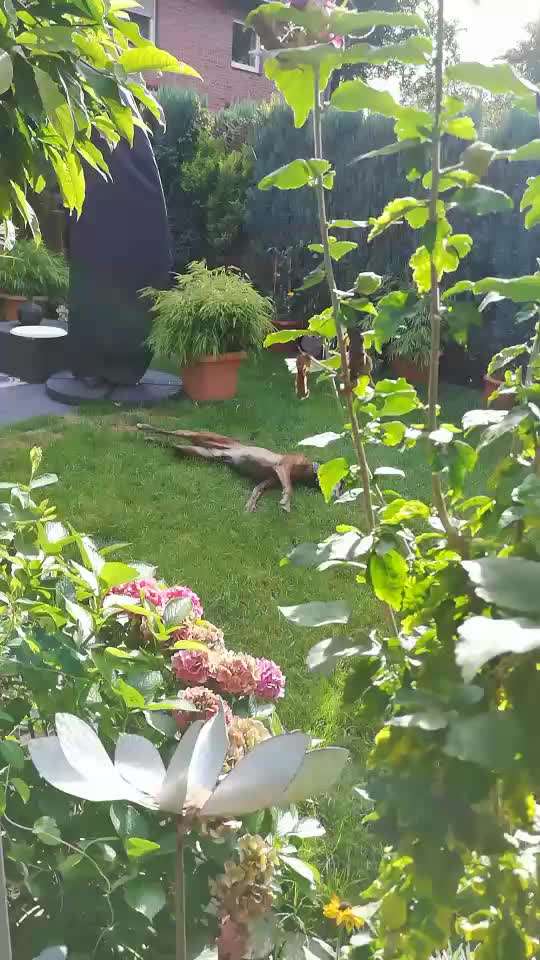 Windhunde - Treffen der besonderen Schönheiten
HERZLICH WILLKOMMEN-Beitrag-Bild