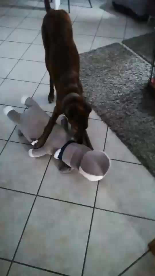 Windhunde - Treffen der besonderen Schönheiten
HERZLICH WILLKOMMEN-Beitrag-Bild