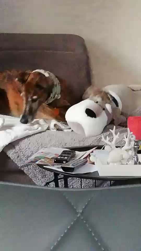 Windhunde - Treffen der besonderen Schönheiten
HERZLICH WILLKOMMEN-Beitrag-Bild