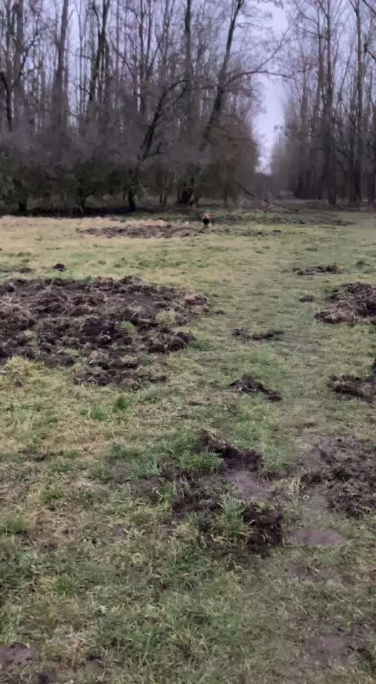 Rhodesian Ridgeback-Beitrag-Bild