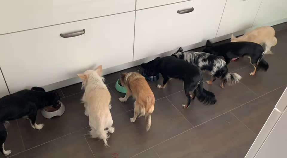 Zeigt hier Euer liebstes Video Eurer Hunde-Beitrag-Bild