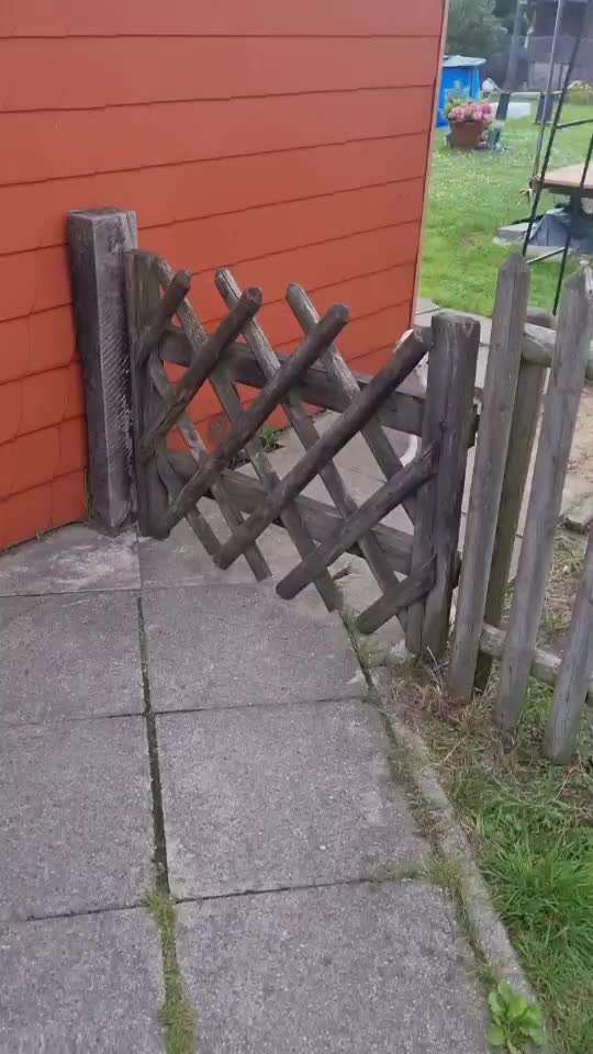 Podencomischling oder Podenco-Beitrag-Bild