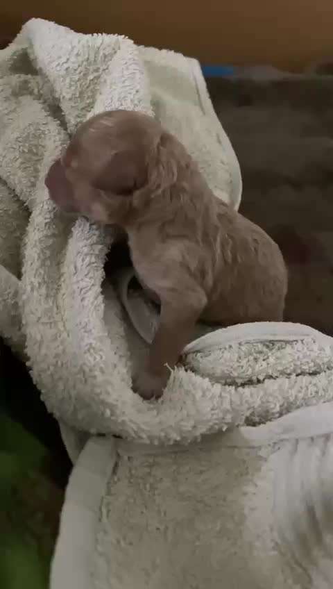 Das erste Bild eures Hundes-Beitrag-Bild