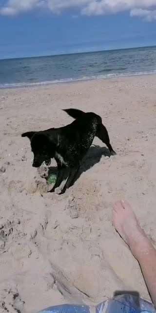 Zeigt hier Euer liebstes Video Eurer Hunde-Beitrag-Bild