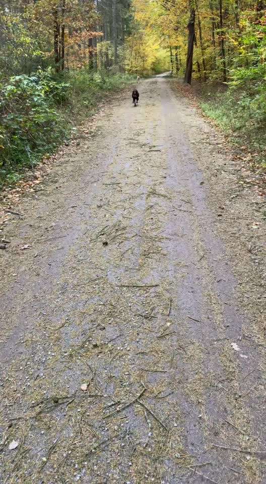 Hundepfeife-Beitrag-Bild