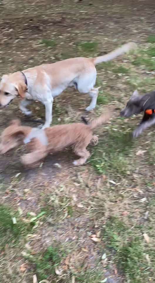 Wenn große Hunde und kleine Hunde wild toben...-Beitrag-Bild