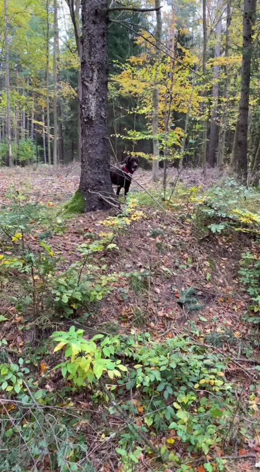 Hundepfeife-Beitrag-Bild