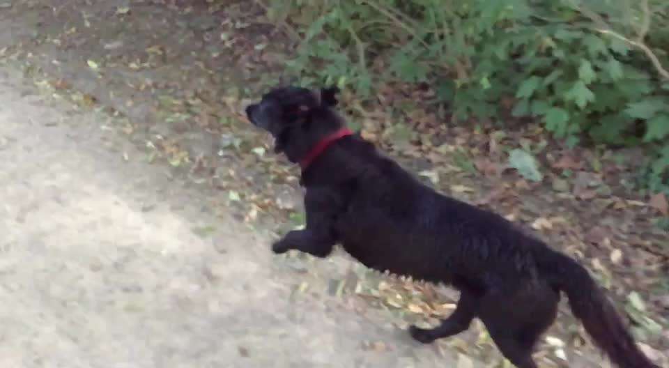 Radfahren mit Hund-Beitrag-Bild