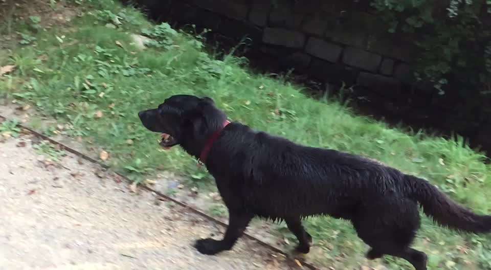 Radfahren mit Hund-Beitrag-Bild