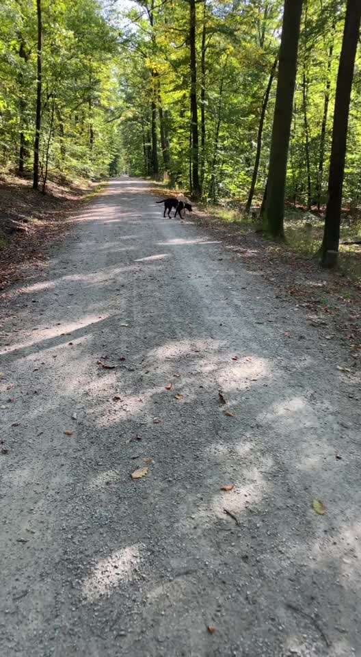 Hundepfeife-Beitrag-Bild