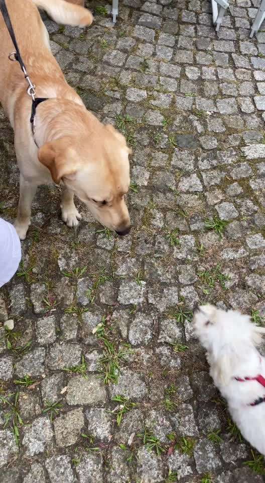 Hundebegegnungen werden mit bellen begrüßt-Beitrag-Bild