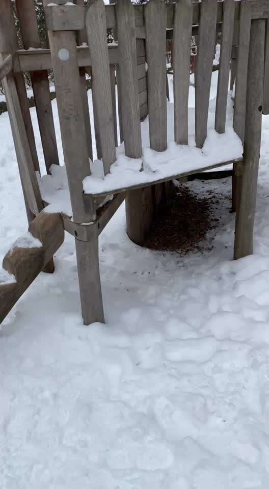 Zeigt die schönsten Schneebilder von eurer Fellnase ❄️-Beitrag-Bild