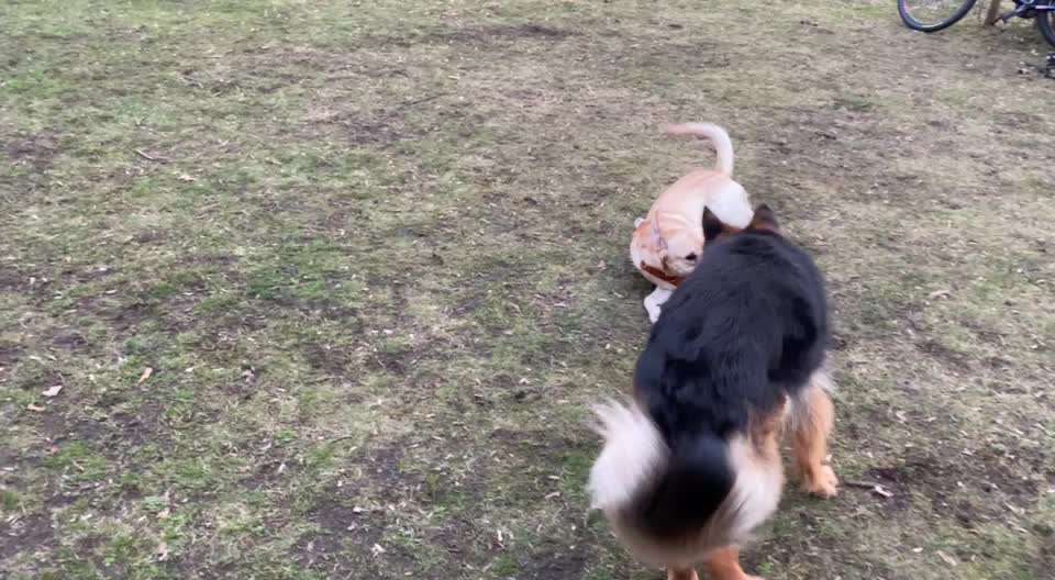 Rassismus bei Hunderassen-Beitrag-Bild