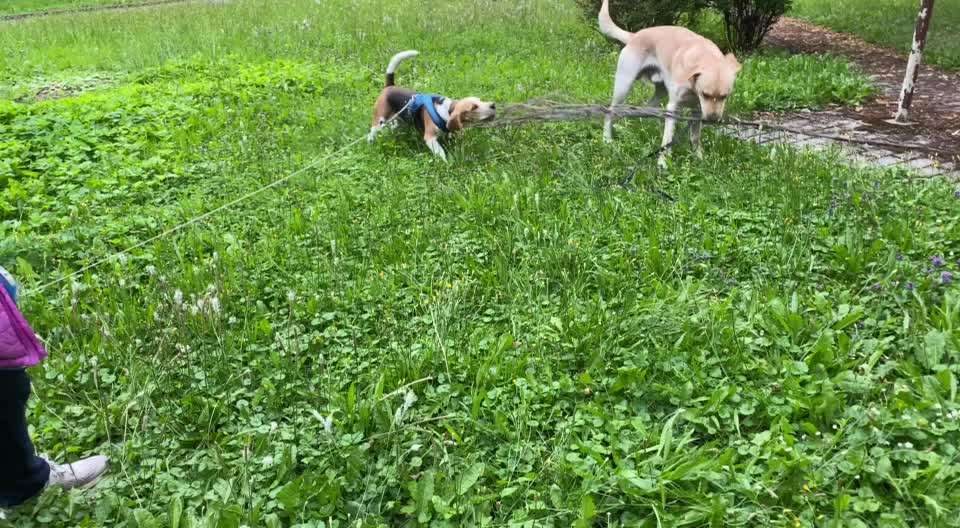 Kleiner Hund attackiert großen Hund-Beitrag-Bild