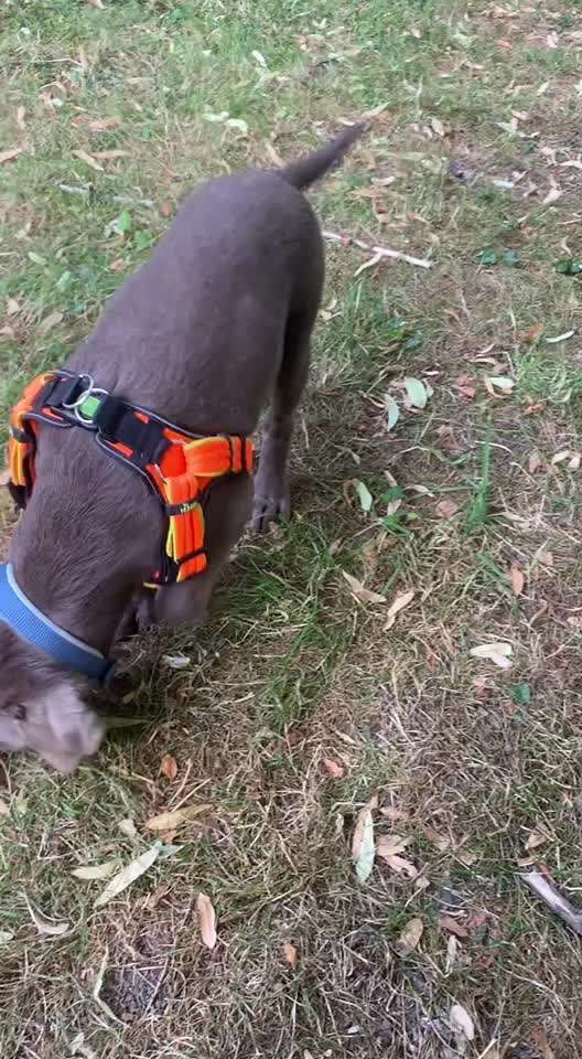 Wenn große Hunde und kleine Hunde wild toben...-Beitrag-Bild