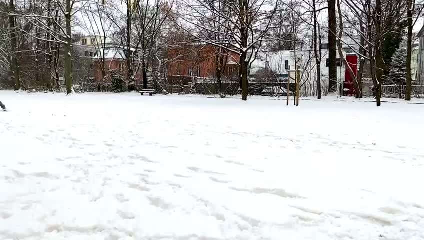 Zeigt die schönsten Schneebilder von eurer Fellnase ❄️-Beitrag-Bild