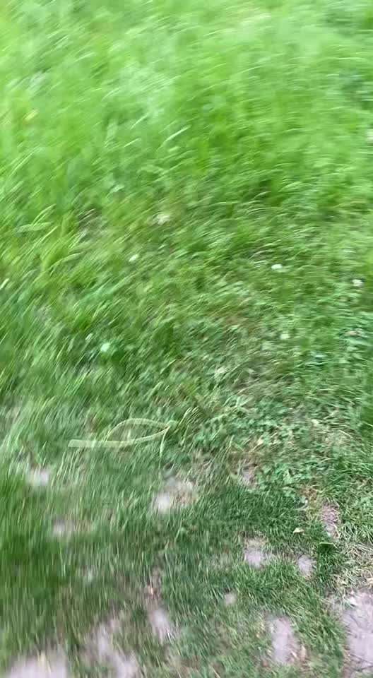 Wenn große Hunde und kleine Hunde wild toben...-Beitrag-Bild