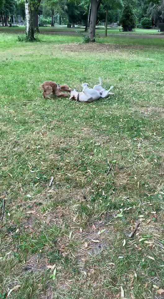 Wenn große Hunde und kleine Hunde wild toben...-Beitrag-Bild