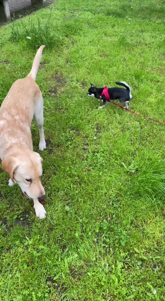 Spielt mein Hund zu grob ?-Beitrag-Bild