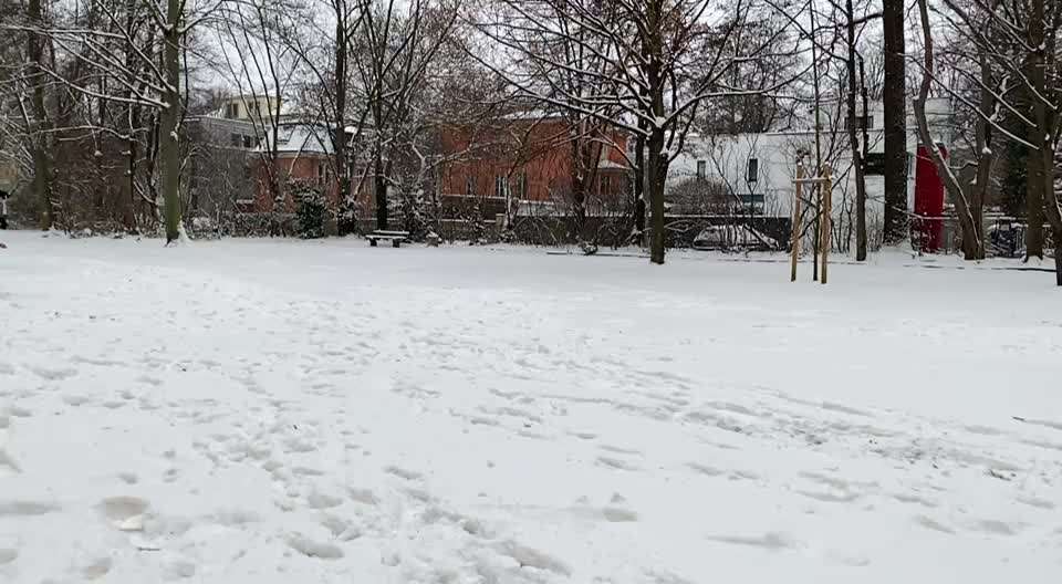 Labradorfans-Beitrag-Bild