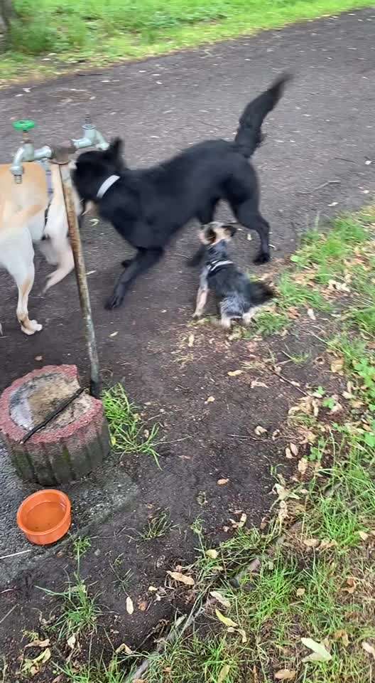 Wenn große Hunde und kleine Hunde wild toben...-Beitrag-Bild