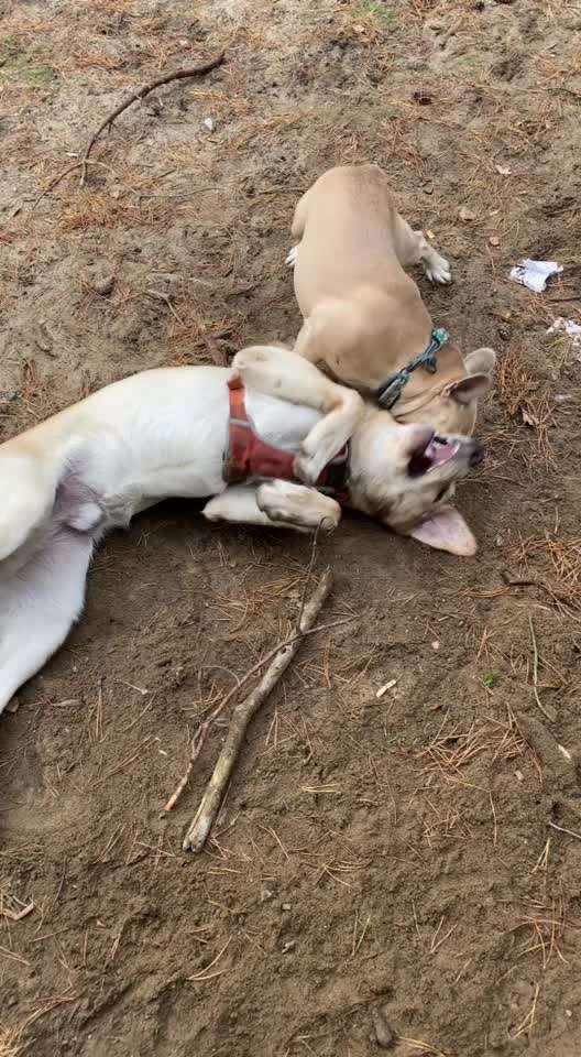 Spielt mein Hund zu grob ?-Beitrag-Bild