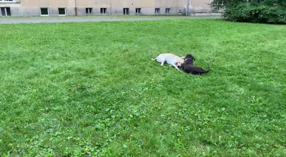 Spielt mein Hund zu grob ?-Beitrag-Bild