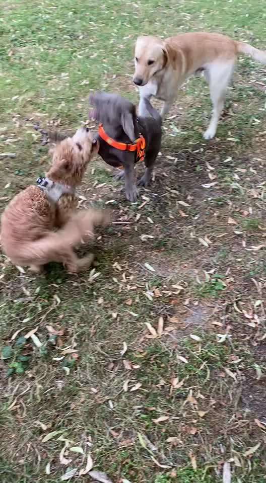 Wenn große Hunde und kleine Hunde wild toben...-Beitrag-Bild