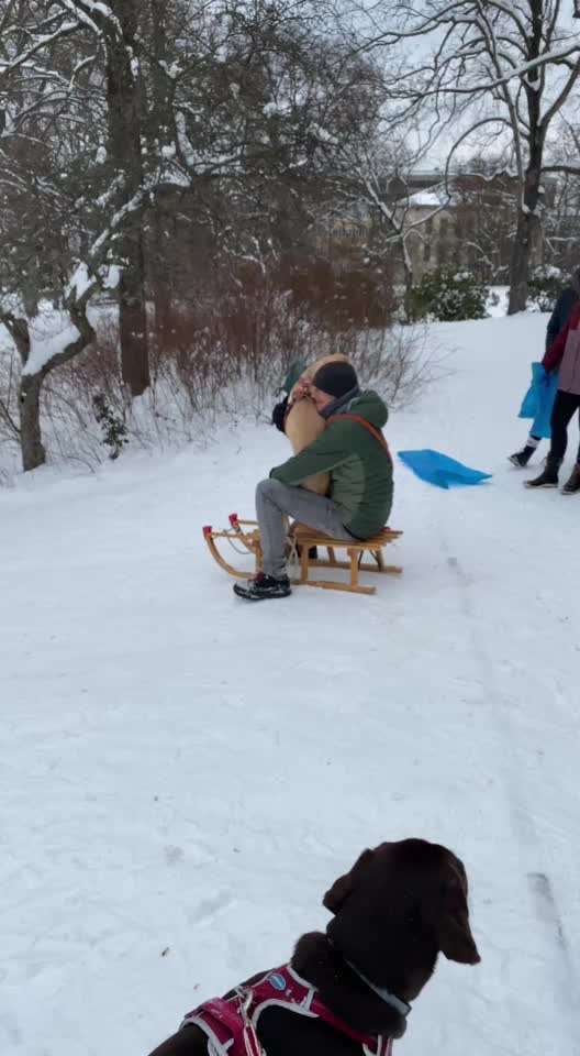 Zeigt die schönsten Schneebilder von eurer Fellnase ❄️-Beitrag-Bild