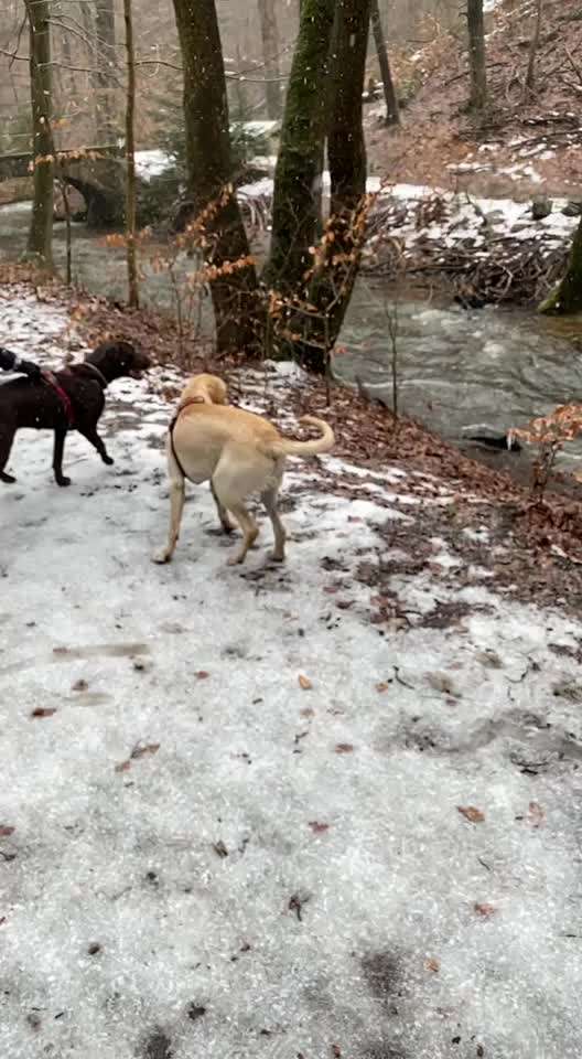 Hunde in Winter schwimmen lassen-Beitrag-Bild