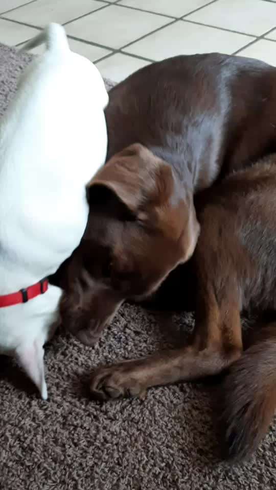 Zeigt hier Euer liebstes Video Eurer Hunde-Beitrag-Bild