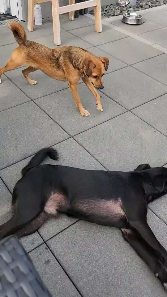 Analyse & Interpretation von Verhalten-Beitrag-Bild