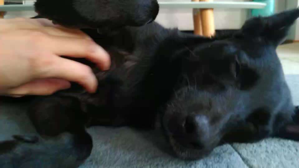 TierschutzhundeStammtisch🐕-Beitrag-Bild