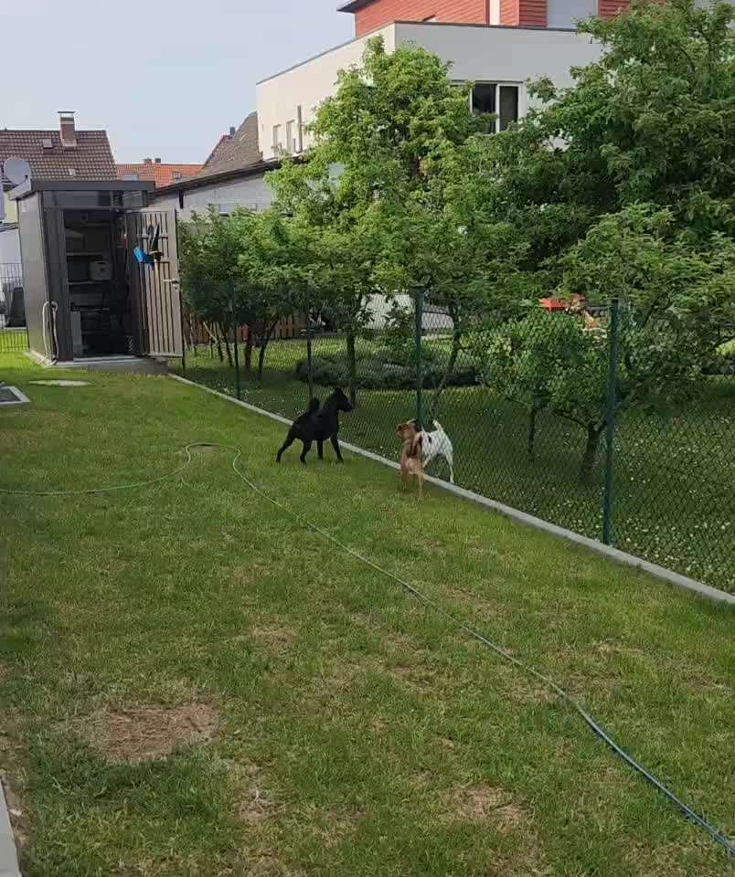 Analyse & Interpretation von Verhalten-Beitrag-Bild