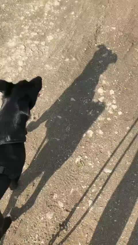 Freilauf?-Beitrag-Bild