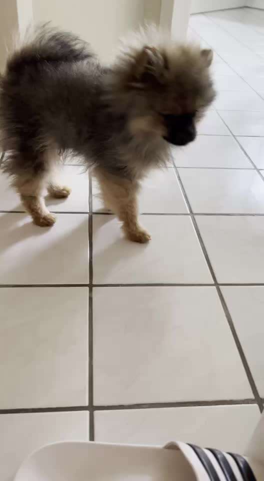 Pomeranian-Beitrag-Bild