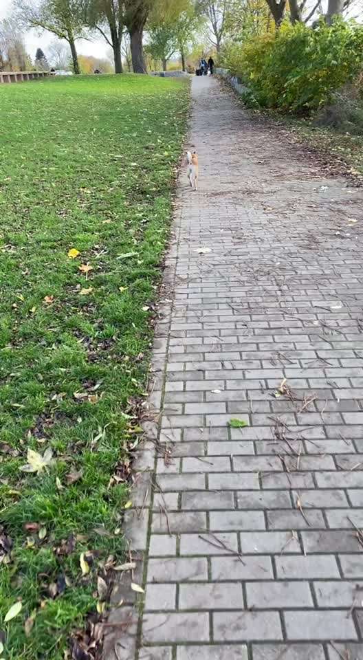 Shiba ohne Leine-Beitrag-Bild