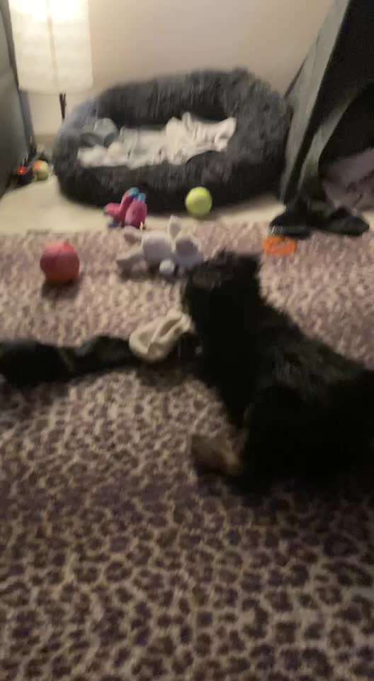 Zeig mir, dass du mit einem hund zusammenlebst....-Beitrag-Bild