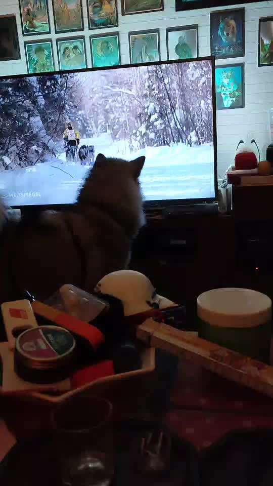 Dogorama Photo Challenge - TV Hund-Beitrag-Bild