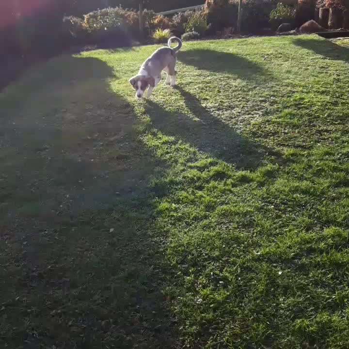 Zeigt hier Euer liebstes Video Eurer Hunde-Beitrag-Bild