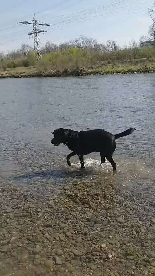 Labradorfans-Beitrag-Bild