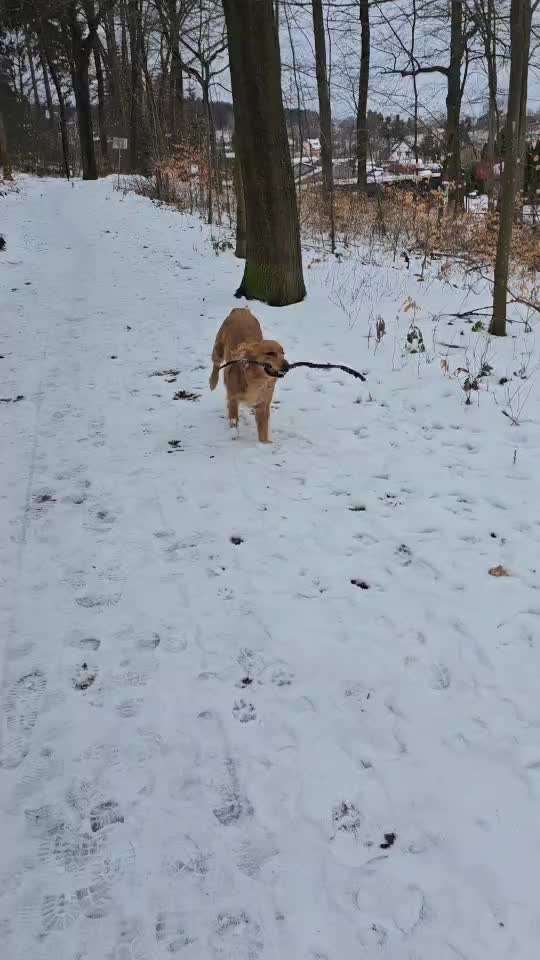 Wo sind die Golden Retriever Liebhaber?-Beitrag-Bild