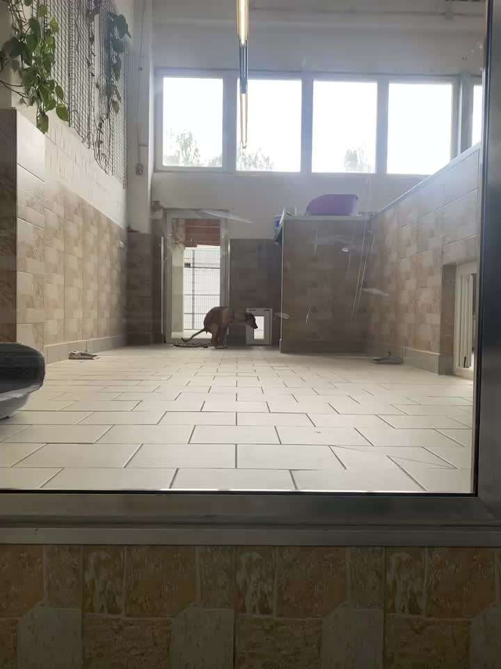 Darf man Welpen in einer Tierhandlung verkaufen/kaufen?-Beitrag-Bild