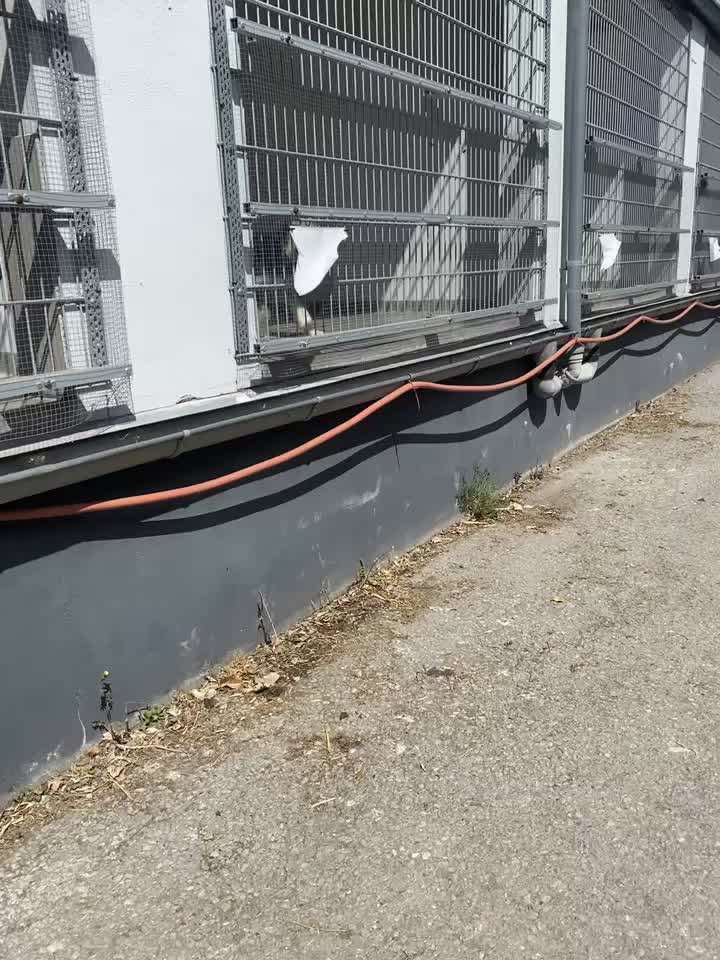 Darf man Welpen in einer Tierhandlung verkaufen/kaufen?-Beitrag-Bild