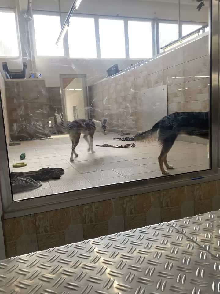 Darf man Welpen in einer Tierhandlung verkaufen/kaufen?-Beitrag-Bild