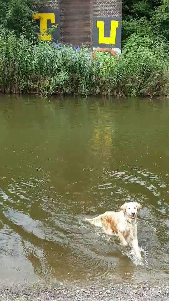 Wo sind die Golden Retriever Liebhaber?-Beitrag-Bild