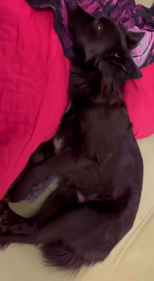 Scheinträchtigkeit?-Beitrag-Bild